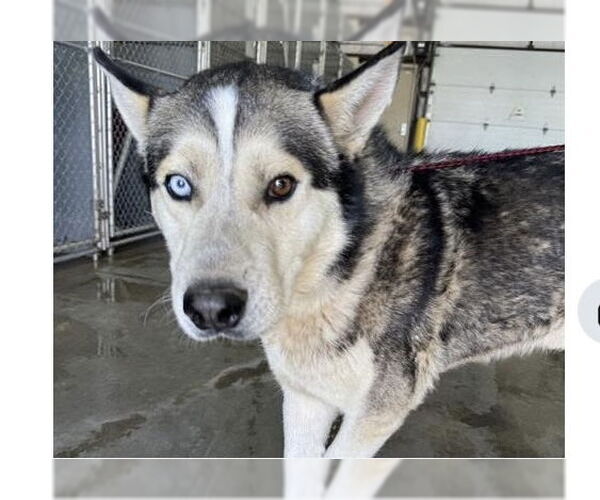 Medium Photo #5 Siberian Husky Puppy For Sale in Cedar Crest, NM, USA