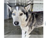 Small #4 Siberian Husky
