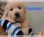 Puppy Fountain English Cream Golden Retriever-Great Pyrenees Mix