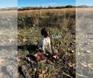 Mother of the German Shorthaired Pointer puppies born on 07/31/2025