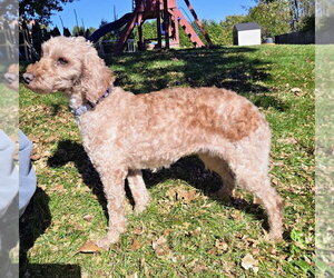 Posey - Female Poodle (Miniature) Dog for Adoption - Photo #4