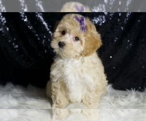 Medium Maltipoo