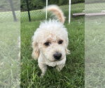 Small #1 Poodle (Miniature)