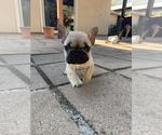 Small Photo #7 Bulldog Puppy For Sale in SAN DIEGO, CA, USA
