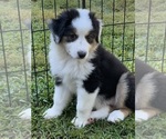 Small Photo #17 Miniature Australian Shepherd Puppy For Sale in LA CANADA FLINTRIDGE, CA, USA