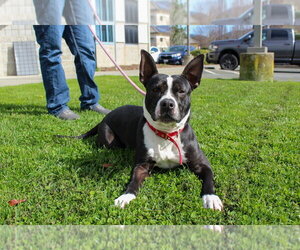 American Pit Bull Terrier Dogs for adoption in Petaluma, CA, USA