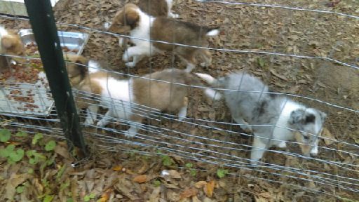 Medium Photo #6 Collie Puppy For Sale in TERRY, MS, USA