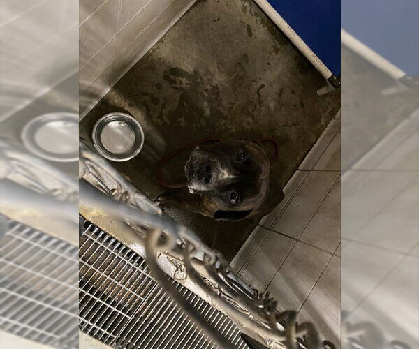 Medium Photo #1 Mutt Puppy For Sale in Stockton, CA, USA