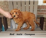 Small #5 Cavapoo