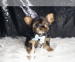 Small #4 Yorkshire Terrier