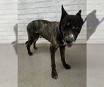 Small German Shepherd Dog Mix