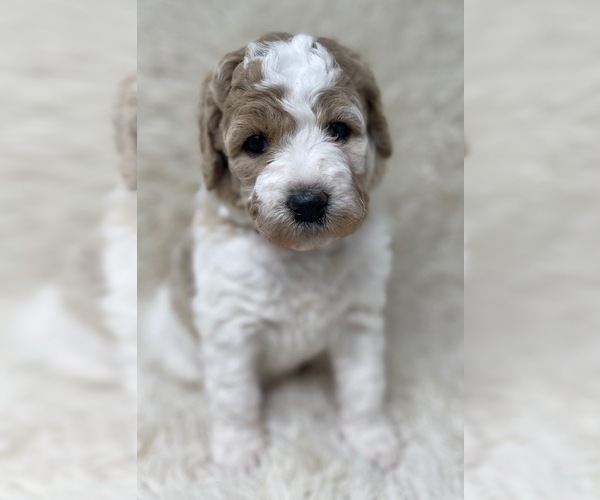 Medium Photo #26 Double Doodle Puppy For Sale in PIERSON, FL, USA
