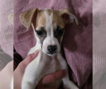 Small #3 Chihuahua