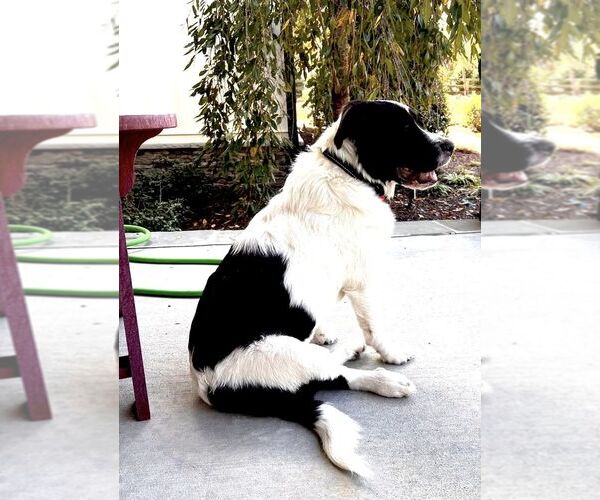 Medium Photo #3 Border Collie-Great Pyrenees Mix Puppy For Sale in Raleigh, NC, USA