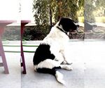Small #2 Border Collie-Great Pyrenees Mix
