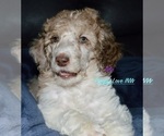 Puppy Zulu Poodle (Standard)