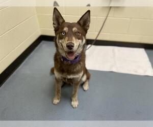 Siberian Husky-Texas Heeler Mix Dogs for adoption in Denver, CO, USA