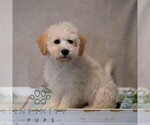 Small #5 Poochon