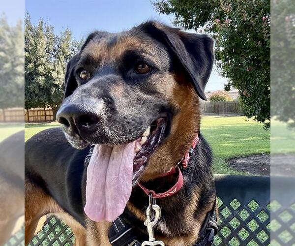 Medium Photo #4 German Shepherd Dog-Unknown Mix Puppy For Sale in Sacramento, CA, USA