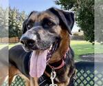Small #3 German Shepherd Dog Mix
