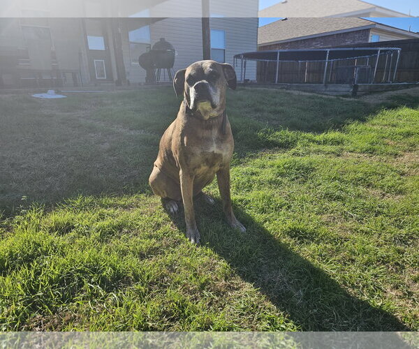 Medium Photo #12 Boxer Puppy For Sale in McKinney, TX, USA