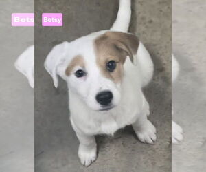 Labrenees Dogs for adoption in Alexander, AR, USA