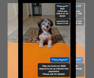 Yorkipoo Puppy for sale in TUCSON, AZ, USA