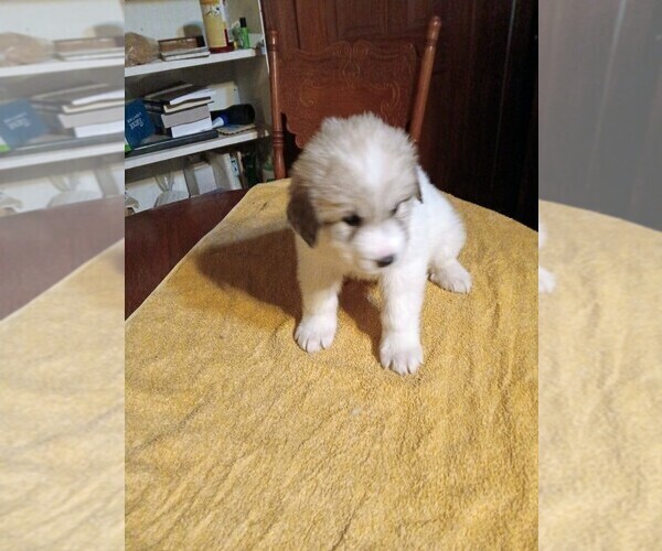 Medium Photo #1 Great Pyrenees Puppy For Sale in BANCROFT, WI, USA