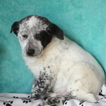 Small Photo #1 American Eskimo Dog-Australian Cattle Dog Mix Puppy For Sale in GAP, PA, USA