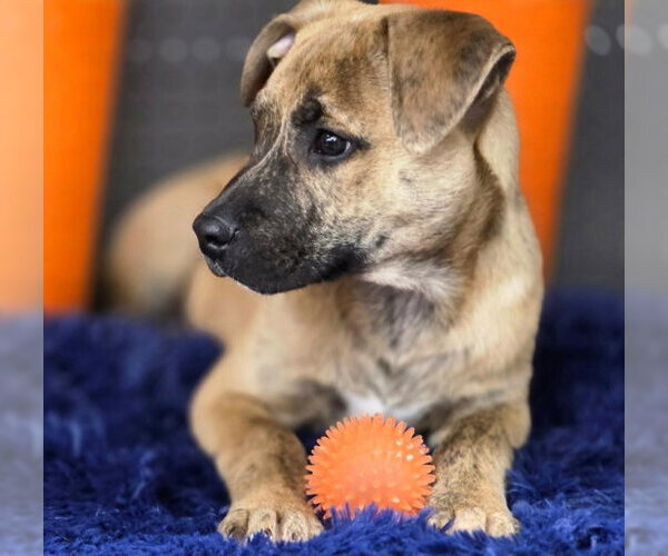 Medium Photo #3 American Staffordshire Terrier-Unknown Mix Puppy For Sale in Chino Hills, CA, USA