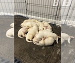 Small Photo #5 Great Pyrenees Puppy For Sale in ROSENBERG, TX, USA