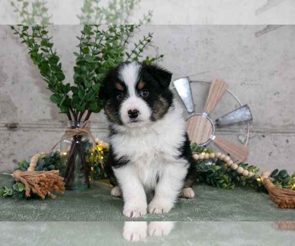 Medium Photo #3 Australian Shepherd Puppy For Sale in CAMDEN, MI, USA