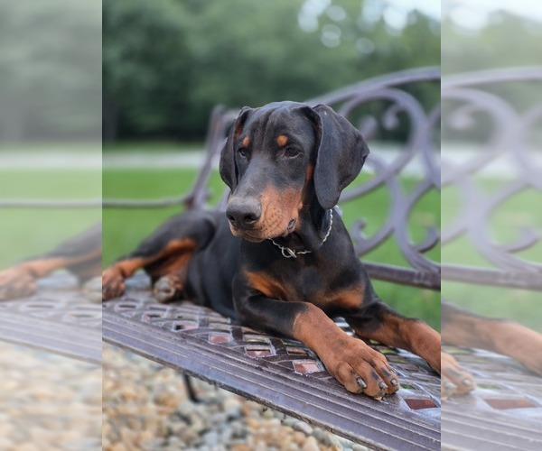 Medium Photo #4 Doberman Pinscher Puppy For Sale in WARSAW, IN, USA