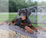 Small #3 Doberman Pinscher