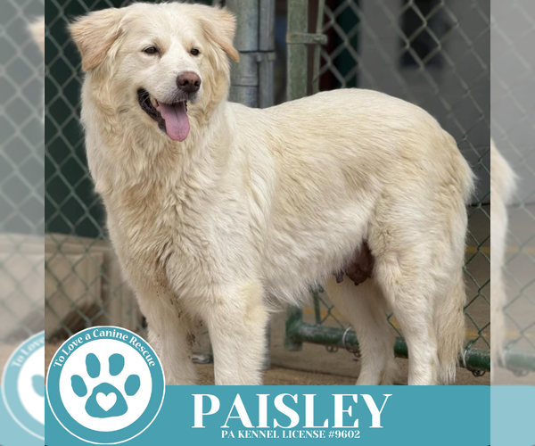 Medium Photo #4 Golden Pyrenees Puppy For Sale in Kimberton, PA, USA