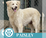 Small #3 Golden Pyrenees