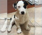 Small American Staffordshire Terrier Mix