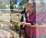Small #4 Italian Greyhound Mix