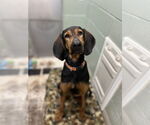 Small #2 Bloodhound Mix
