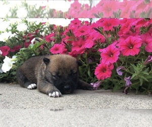 Shiba Inu Puppy for sale in SULLIVAN, IL, USA