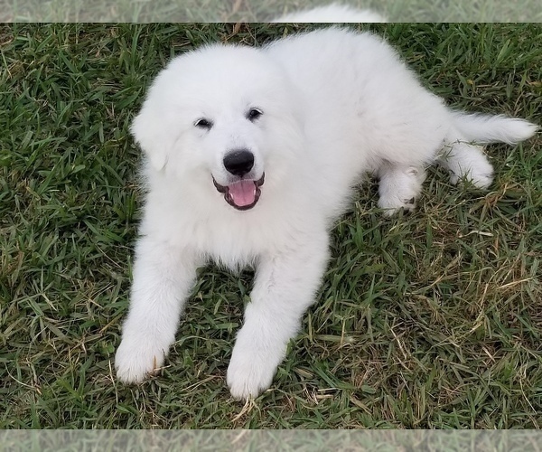 Medium Photo #6 Great Pyrenees Puppy For Sale in PALM BAY, FL, USA