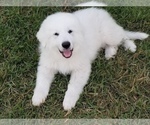 Small Photo #6 Great Pyrenees Puppy For Sale in PALM BAY, FL, USA