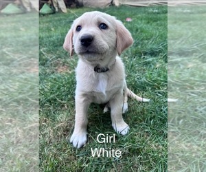 Golden Retriever Puppy for sale in COEUR D ALENE, ID, USA