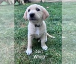 Small Golden Retriever