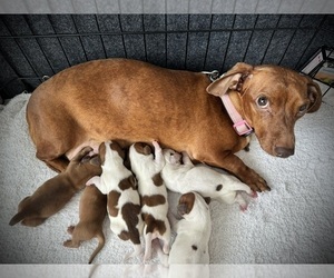 Dachshund Puppy for Sale in GIBSONTON, Florida USA