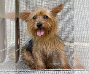 Mutt Dogs for adoption in Great Bend, KS, USA