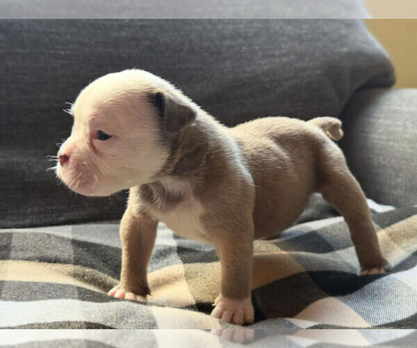 Medium Photo #6 Olde English Bulldogge Puppy For Sale in BRENTWOOD, CA, USA