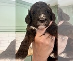 Small #15 Bernedoodle