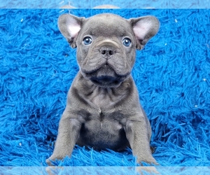 French Bulldog Puppy for sale in BOSTON, MA, USA