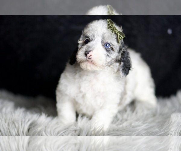 Medium Photo #5 Poodle (Miniature) Puppy For Sale in WARSAW, IN, USA